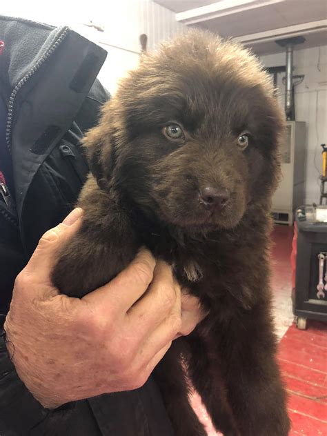 Newfoundland animal rescue - Find a Home for an Animal. Alerts. Change Location. Change Breed. More. 2,463 Newfoundland Dogs adopted on Rescue Me! Donate. 
